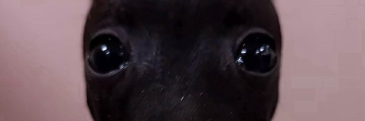 burrito pussy shot banner