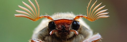 jimbo banner