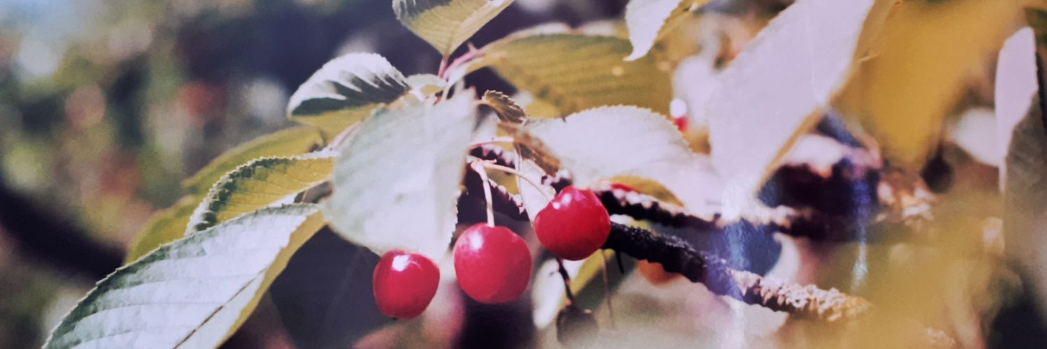 MasurT's profile banner image