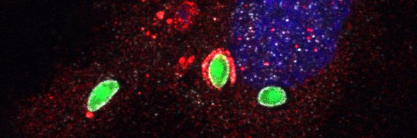 FrickelLab Profile Banner