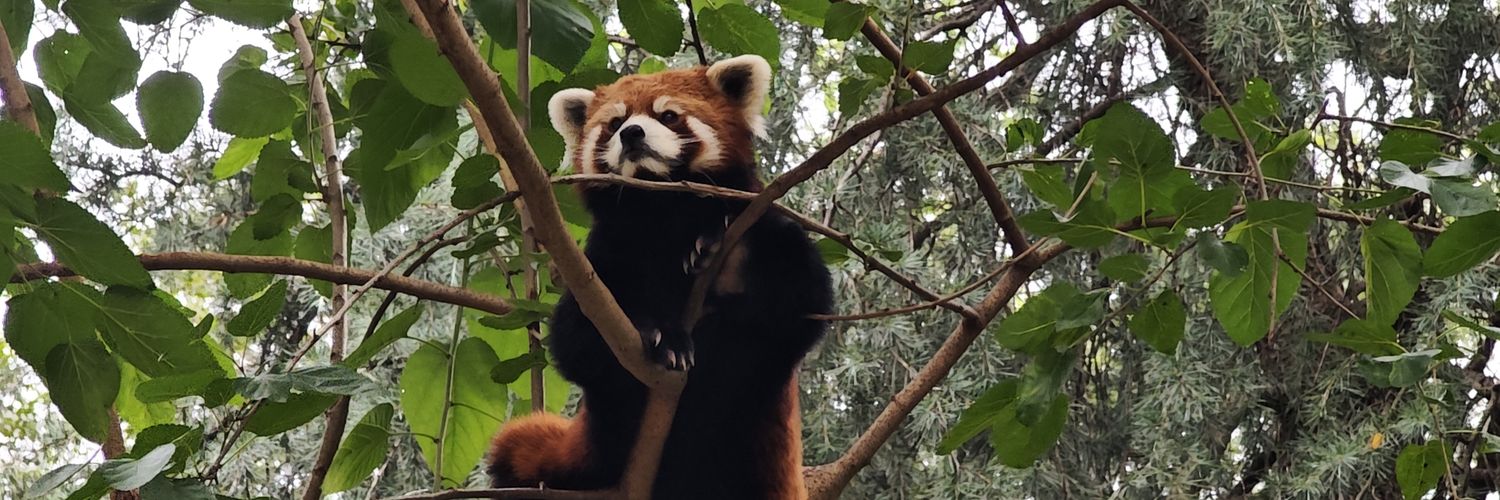 LilyMipro's profile banner image