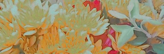 Tabitafilia banner