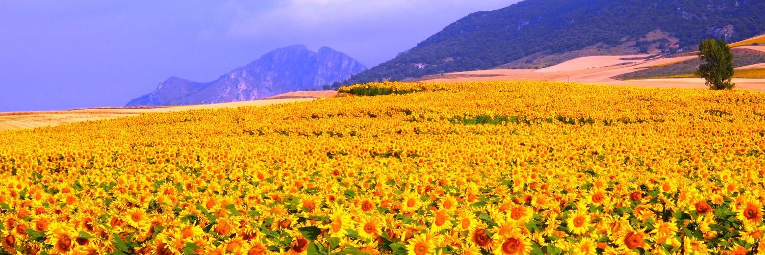 Berta__S's profile banner image