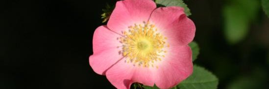 Paul-Éric Langevin banner