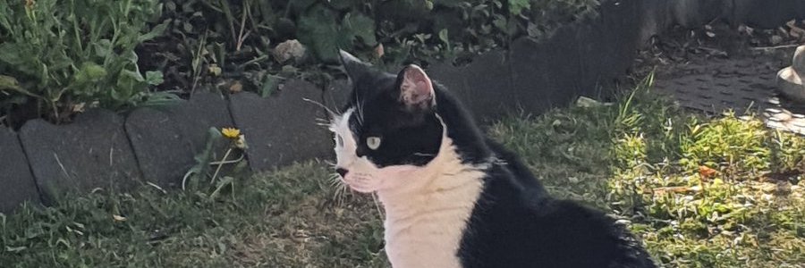 cathycross's profile banner image