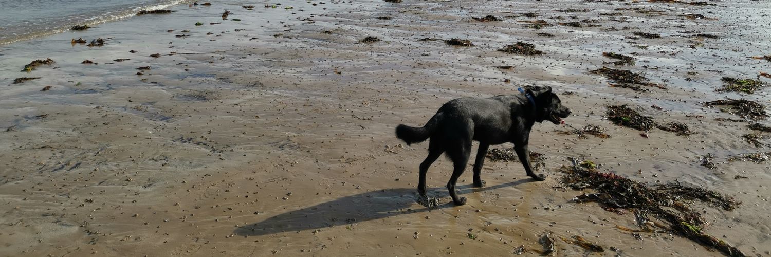 mydogskip's profile banner image