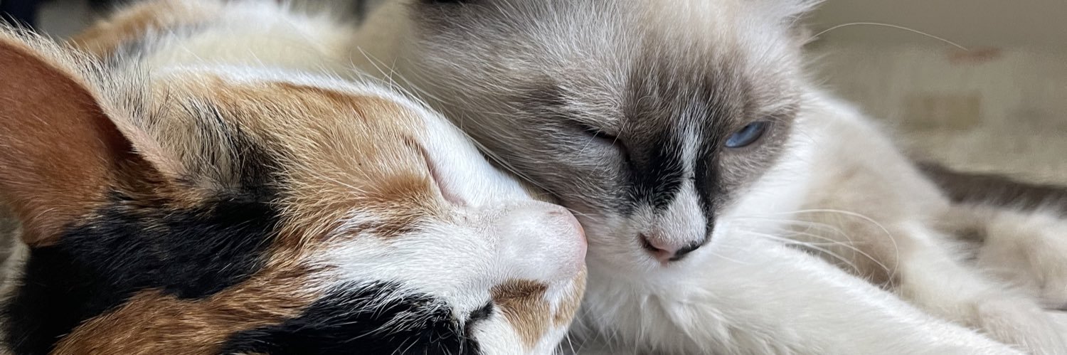 catamorello's profile banner image