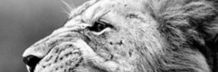 MiojoRenan's profile banner image
