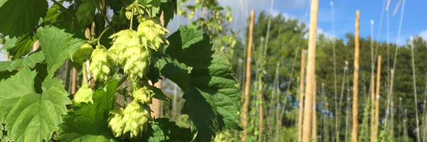 peterobrien20 Profile Banner