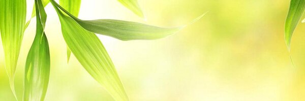 olmouse Profile Banner