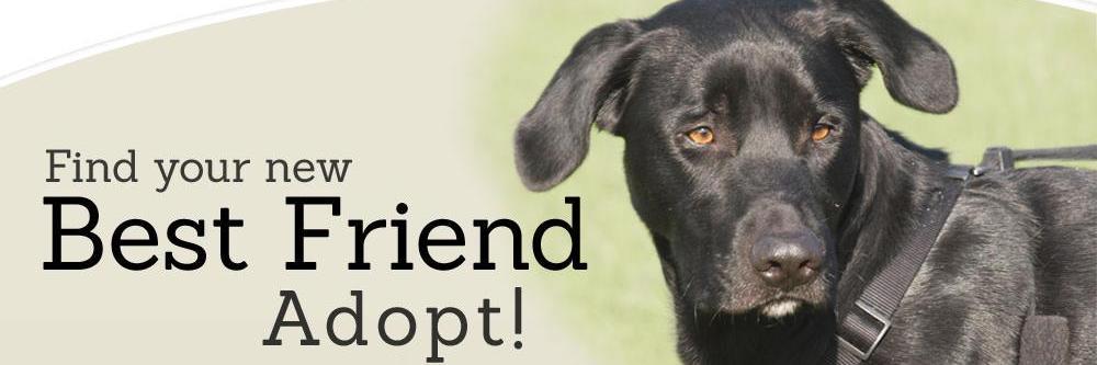 PAWSforIrvingAnimals banner