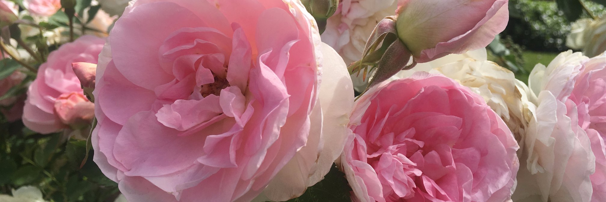 BarbaraDKam's profile banner image
