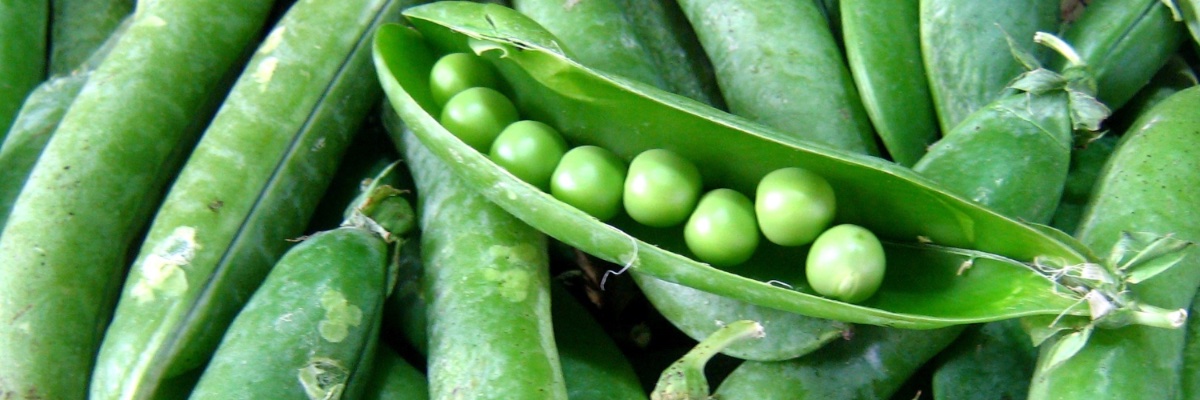 Sizzle & Swing banner