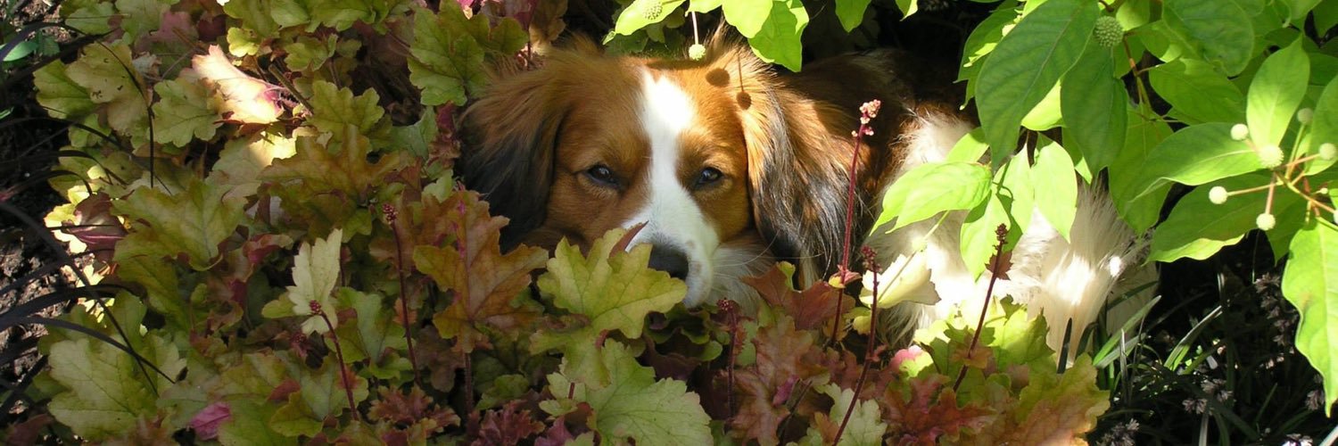 Angelique 🚜 #trotsopdeboer banner