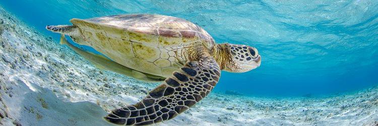 diving_cyprus's profile banner image
