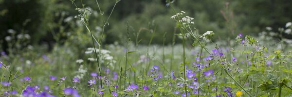 tuana Profile Banner