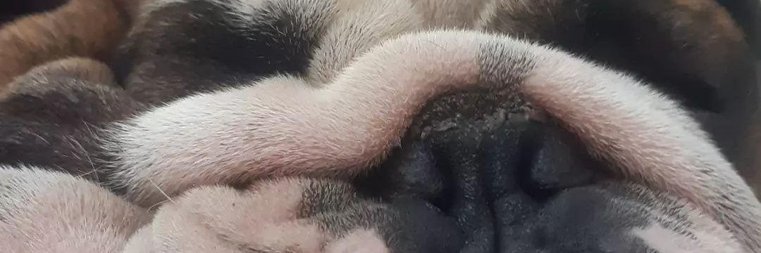 zoee_da's profile banner image