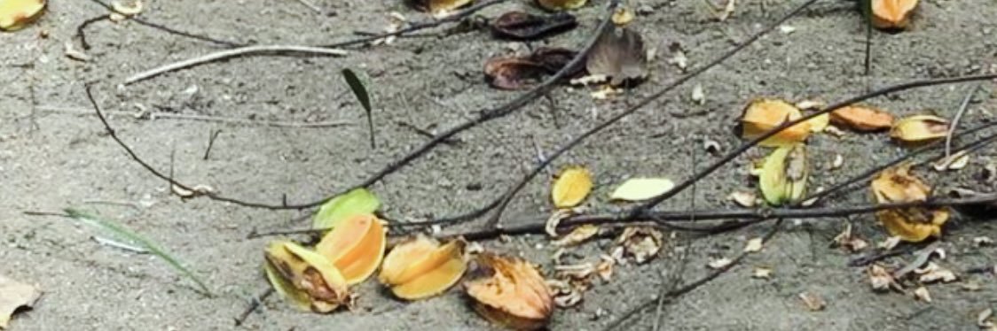 dedospropios's profile banner image