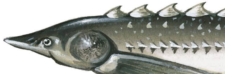 Plastic Sturgeon, Doctor banner