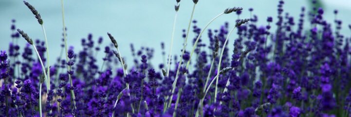 EmilyintheHouse banner