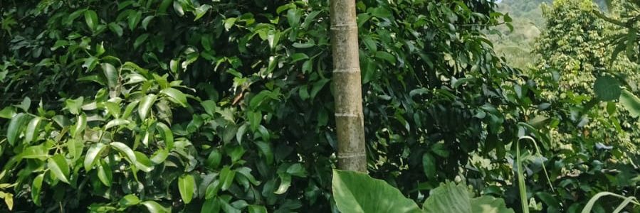 firdaus960506's profile banner image