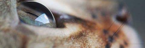 Zaldivargato's profile banner image