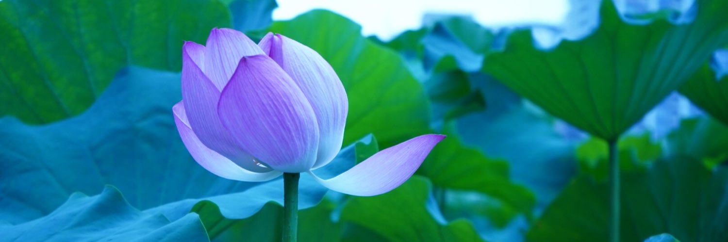 KBにゃす（かばにゃす） banner