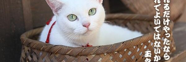 ja2354's profile banner image