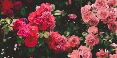 FedoseevaT's profile banner image