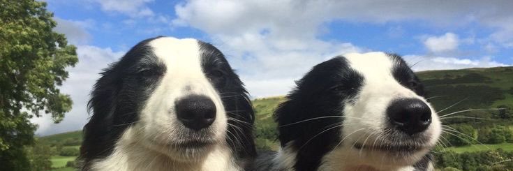 _VisualEcstasy_'s profile banner image