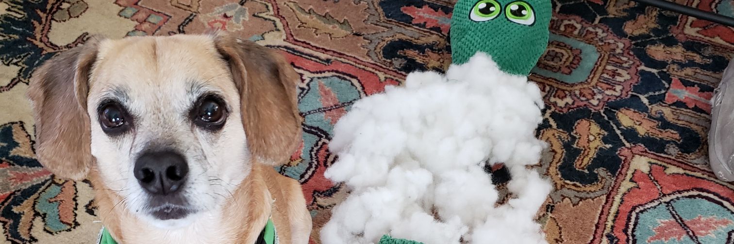 EdNortonTheDog's profile banner image