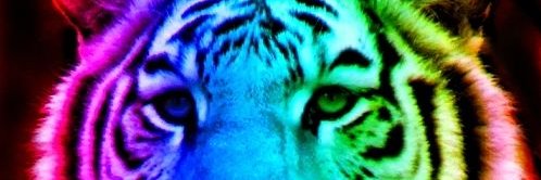 wolfkitty2013's profile banner image