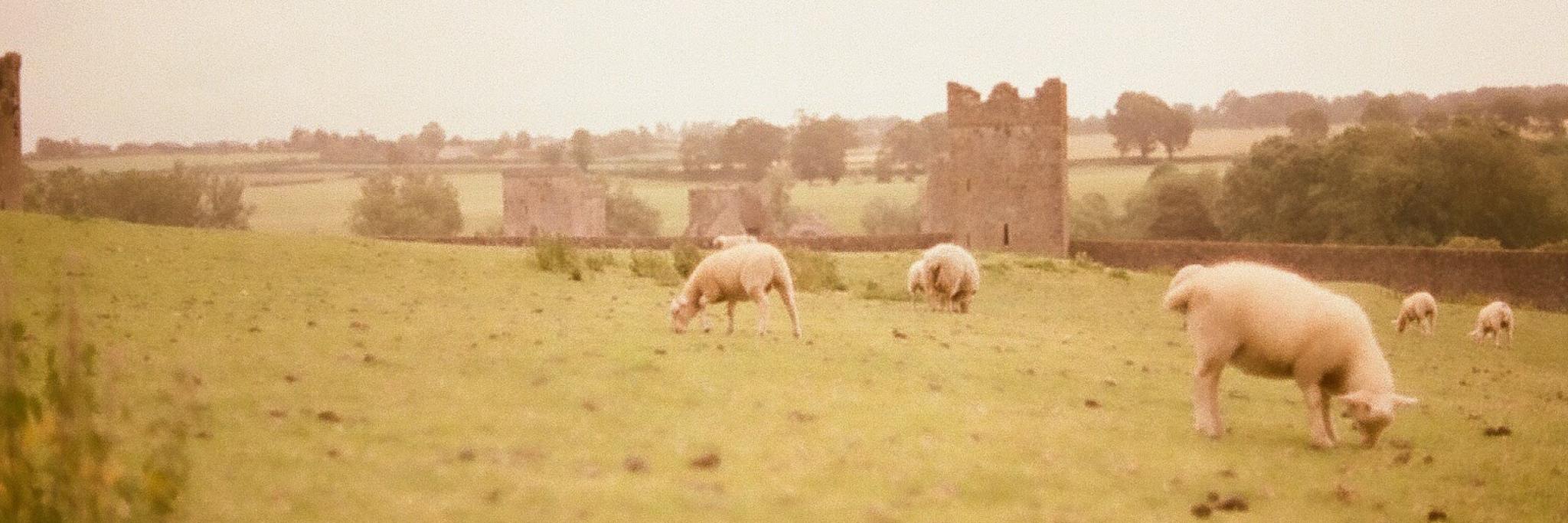 alexareg's profile banner image