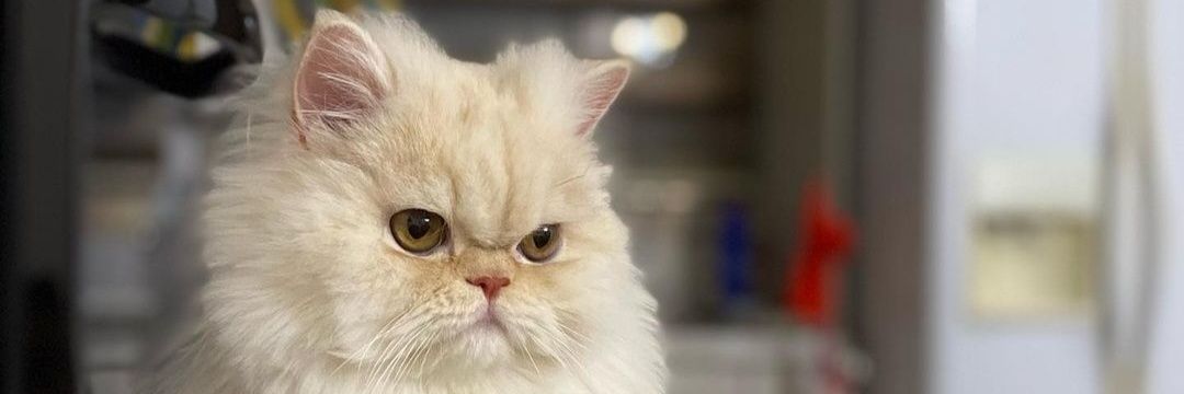 جِناب پی اِل 🐈📸 banner