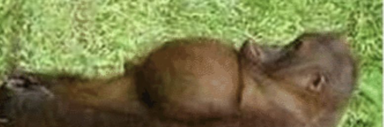 GrapeApe___'s profile banner image