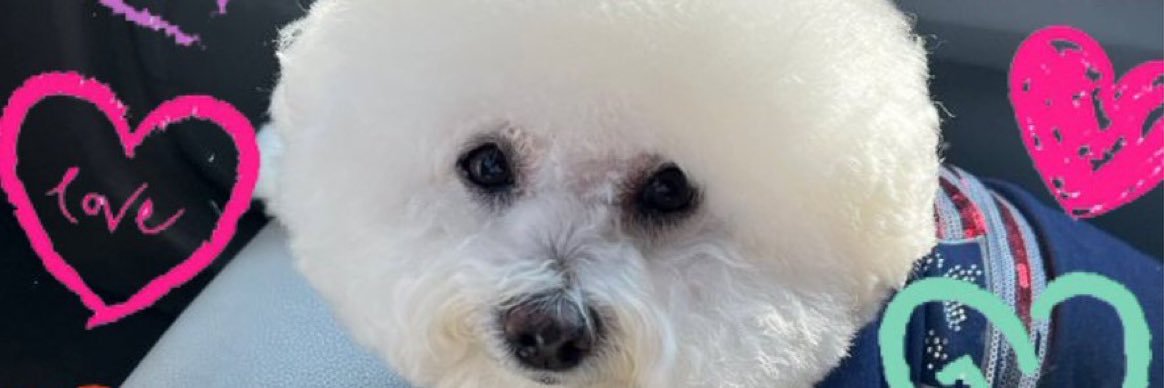 Thom(retired)Law & #Remy🐶#Bichon(mostly) banner