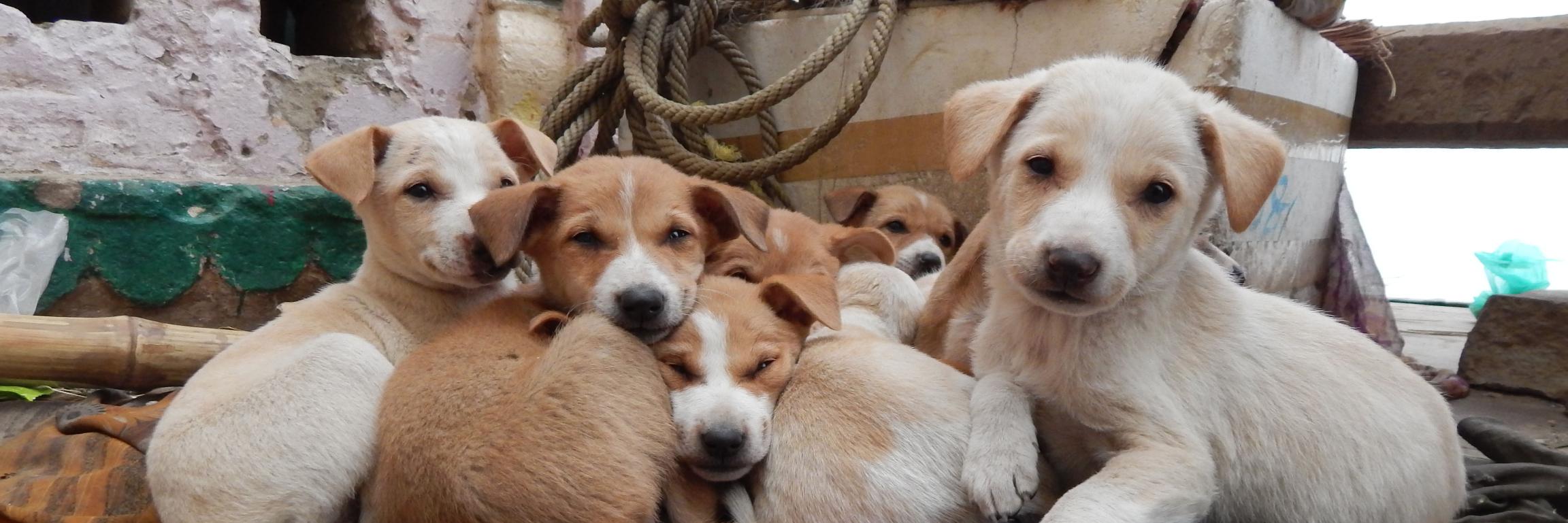 dogsoftheganges's profile banner image