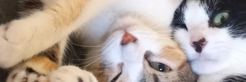 NoeliaBorowski's profile banner image