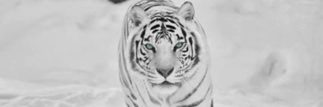 TigeressHeart's profile banner image