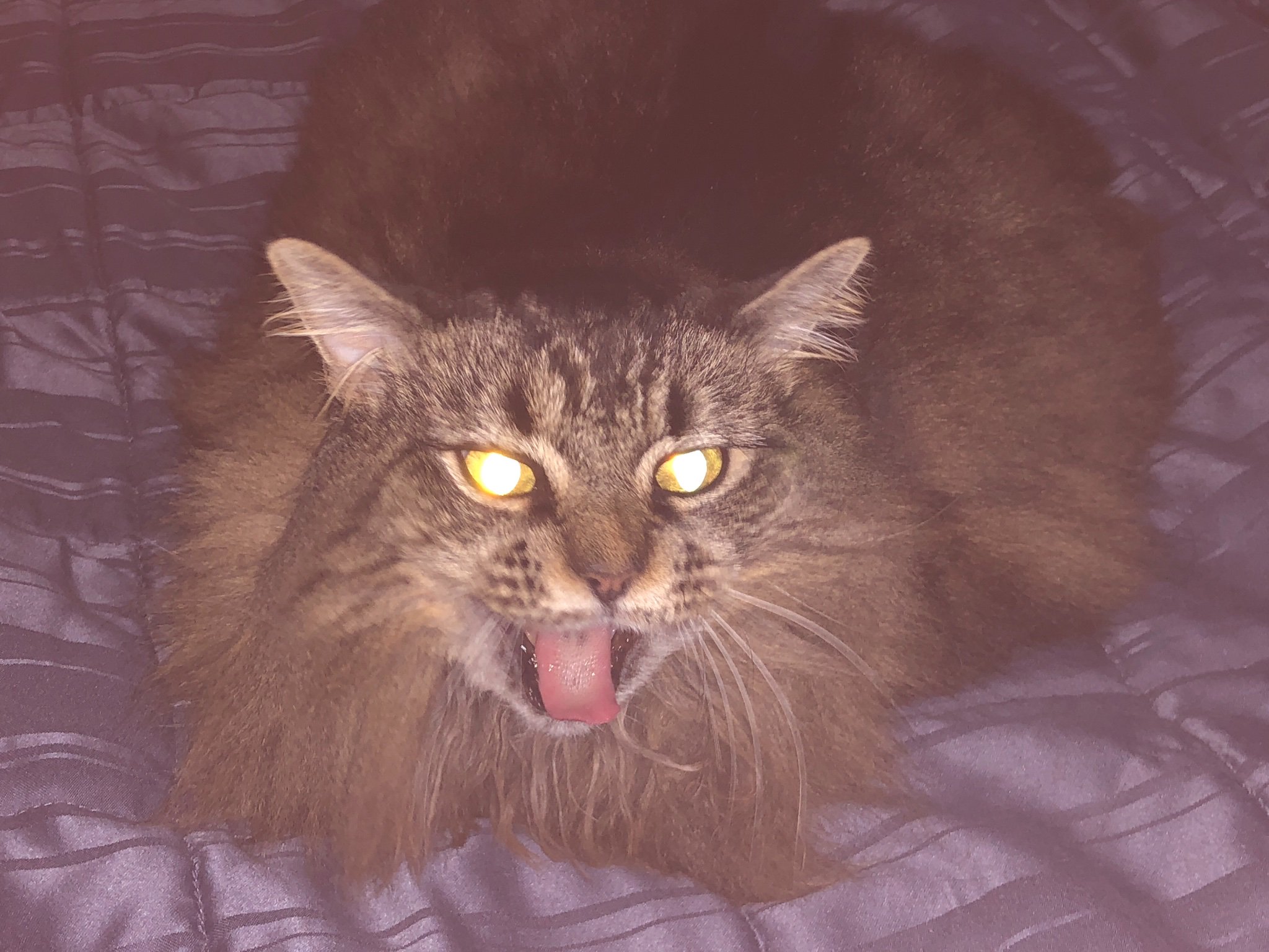 ｡✧👑𝓠𝓾𝓮𝓮𝓷 𝓑𝓲𝓽𝓬𝓱👑✧｡ banner