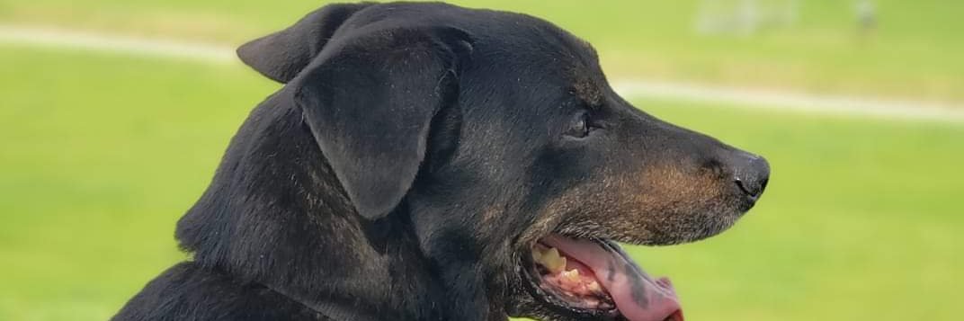 Cecilia Contreras banner