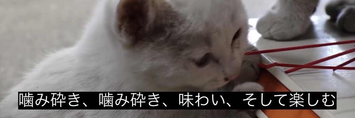 lolchandayo's profile banner image