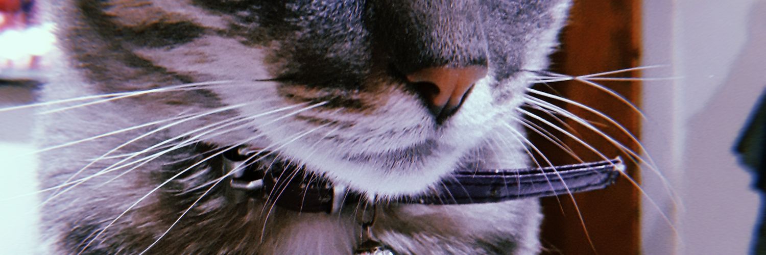 DAmicoClari's profile banner image