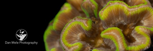ViReef Profile Banner