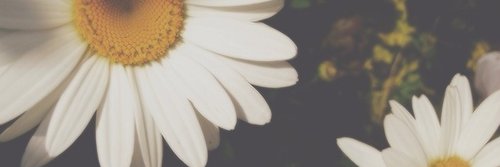 taraujoo_'s profile banner image