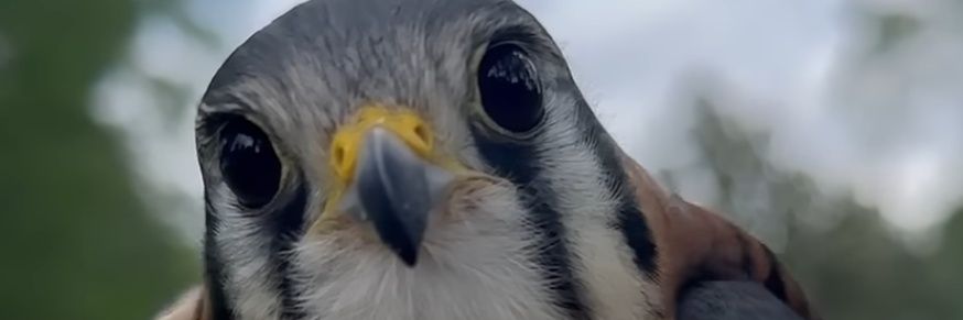 BrotherWayNorth🛖🫱🏾‍🫲🏽🦅 🇺🇸 banner