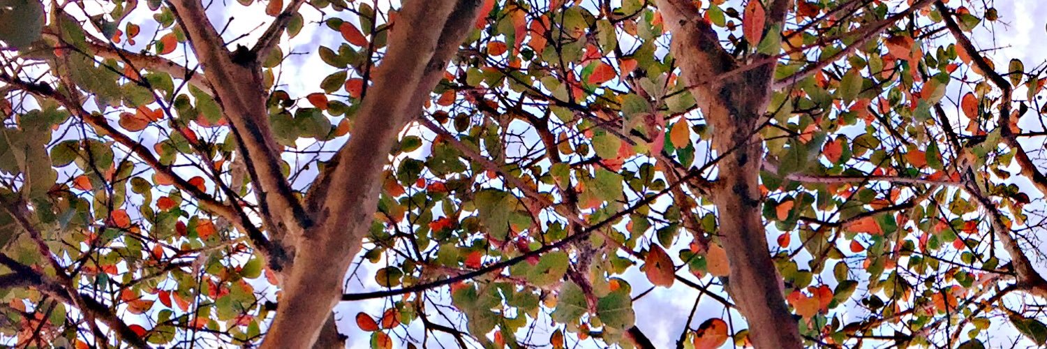 lindzloo82's profile banner image