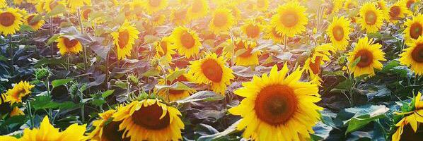 AshleyRock13's profile banner image
