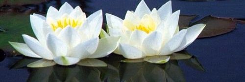 lauracruzaranda's profile banner image