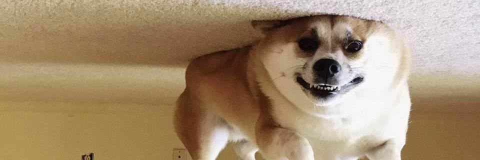 vigotskij's profile banner image